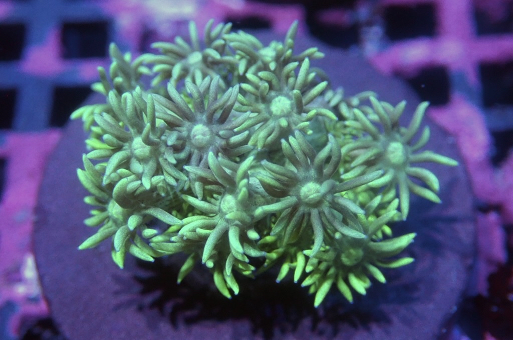 MG29 寶石花仔（frag座3.5cm)