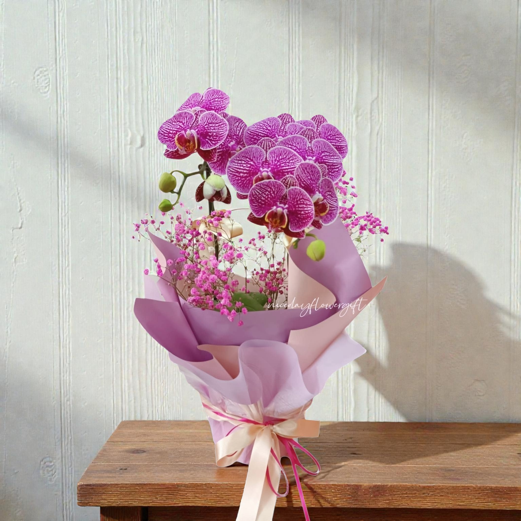 💞👑V2604 蝴蝶蘭鮮花盆栽