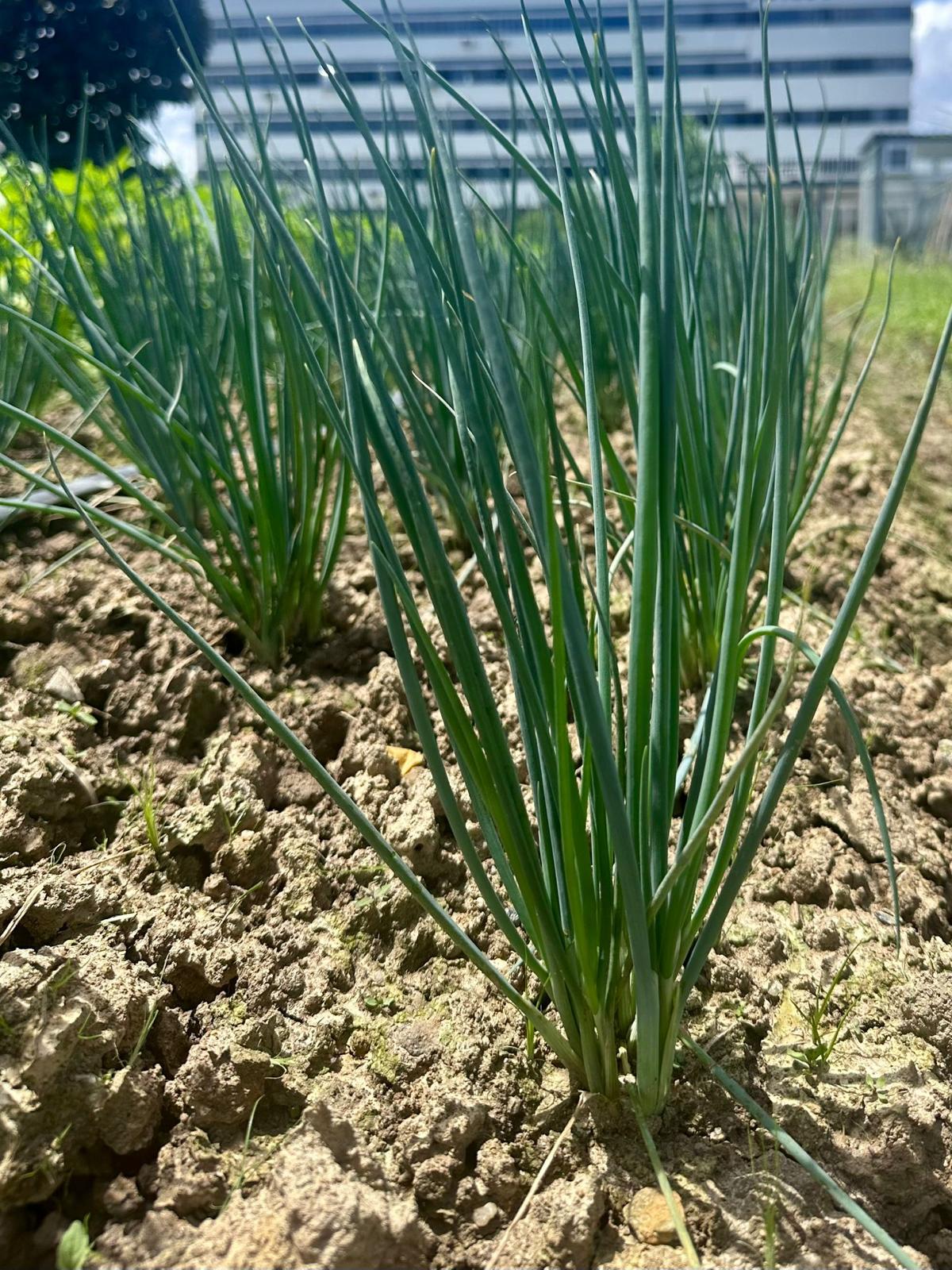 凍乾蔥(酵素種植)