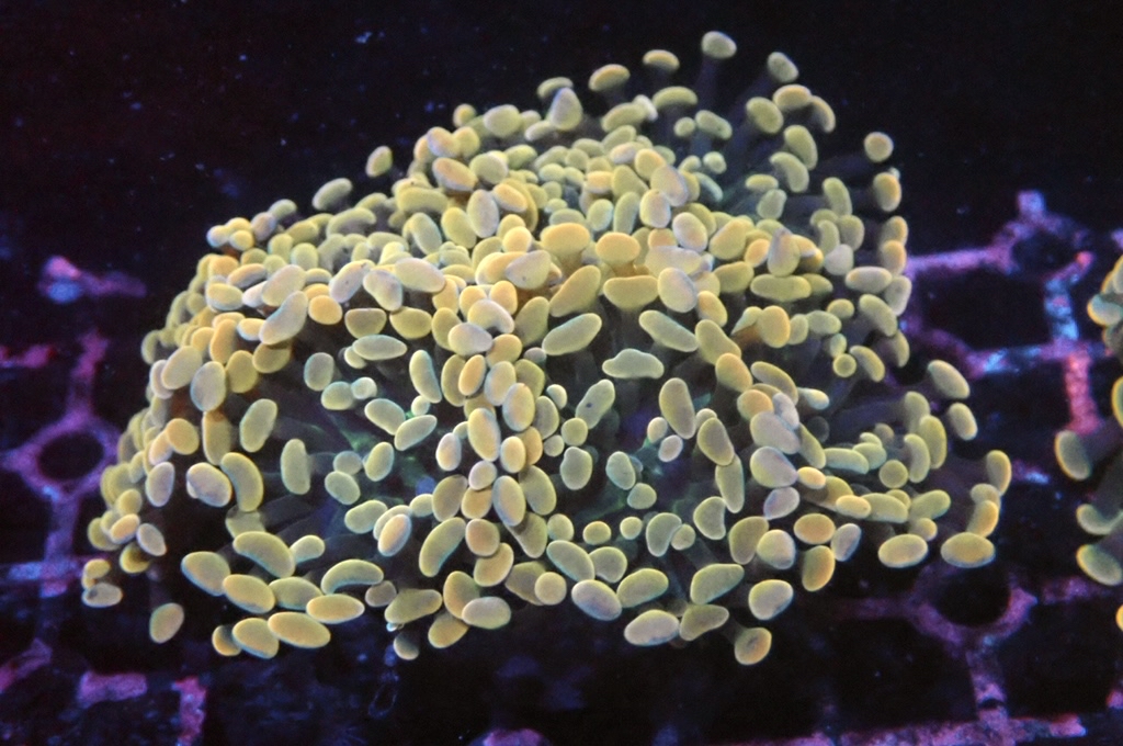 BH4 豬腰（開大約3.5吋）