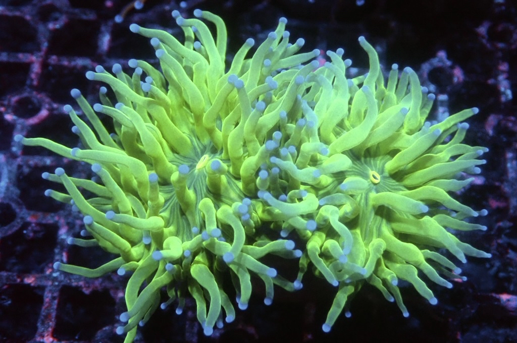 T9 藍點綠火柴（開大約2.5吋）