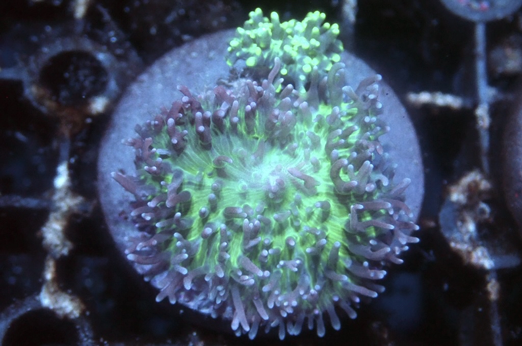 M13 菇（frag座3.5cm)