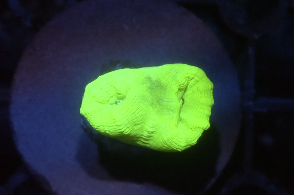 CC1 螢光綠分支腦（Frag座3.5cm)