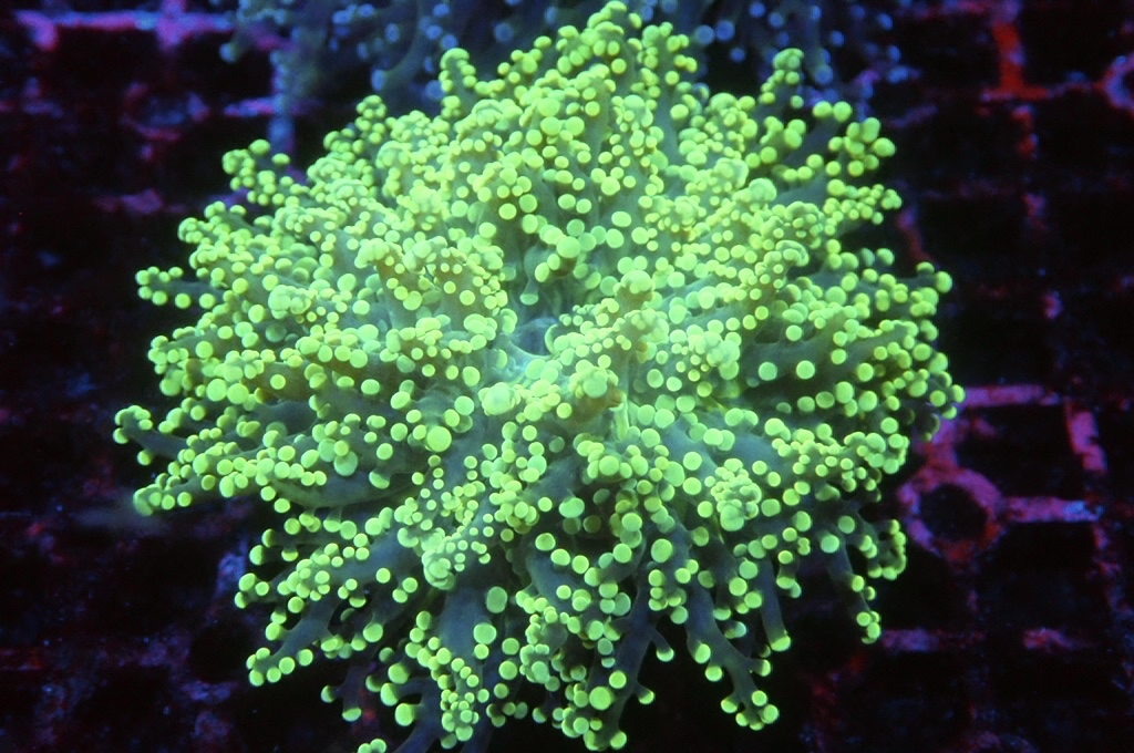 F10  啫喱（開大約3吋）