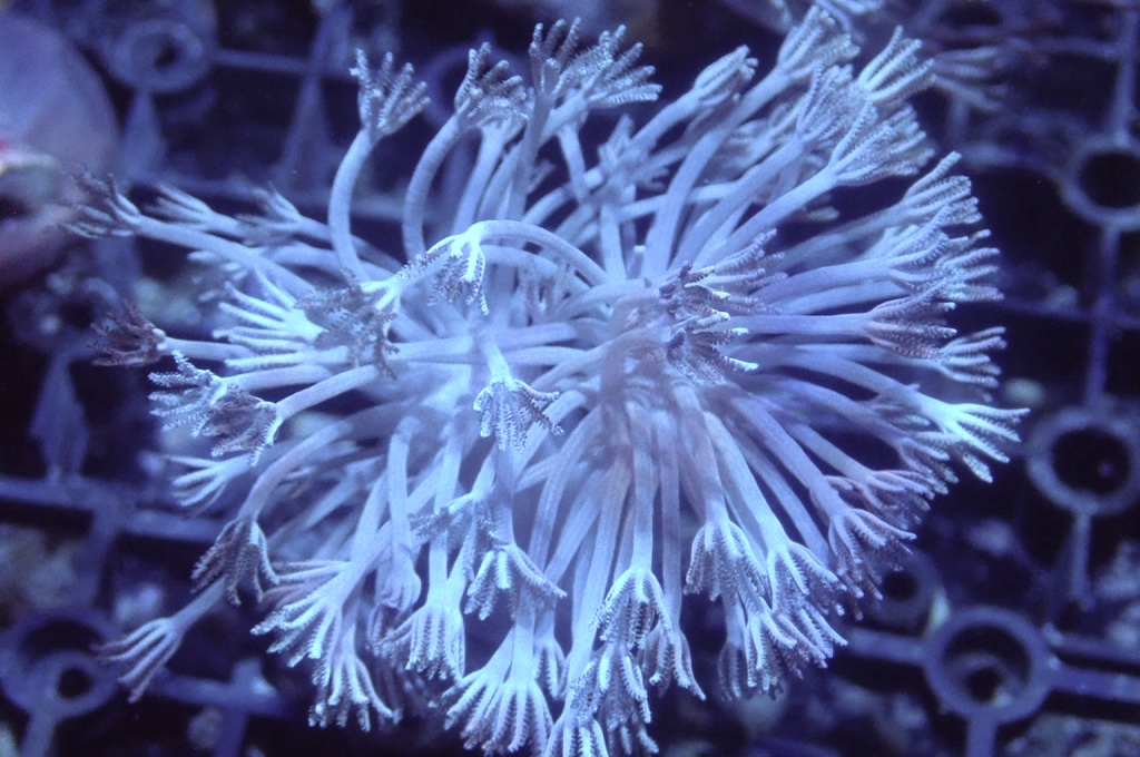 Hand 4 千手（不閃） （開大約2.5吋）