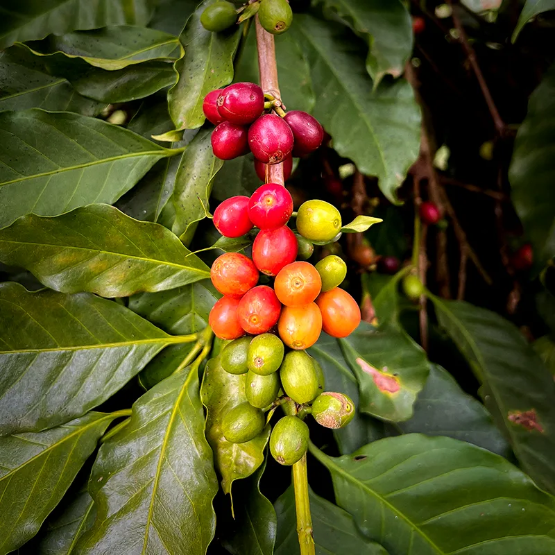 韓國🇰🇷 TERAROSA | SO | Brazil Santo Antônio Henrique Bourbon Pulped Natural 250g