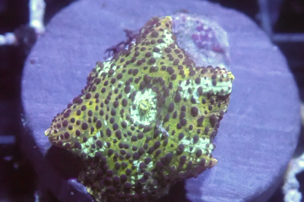 M19  菇（frag座3.5cm)