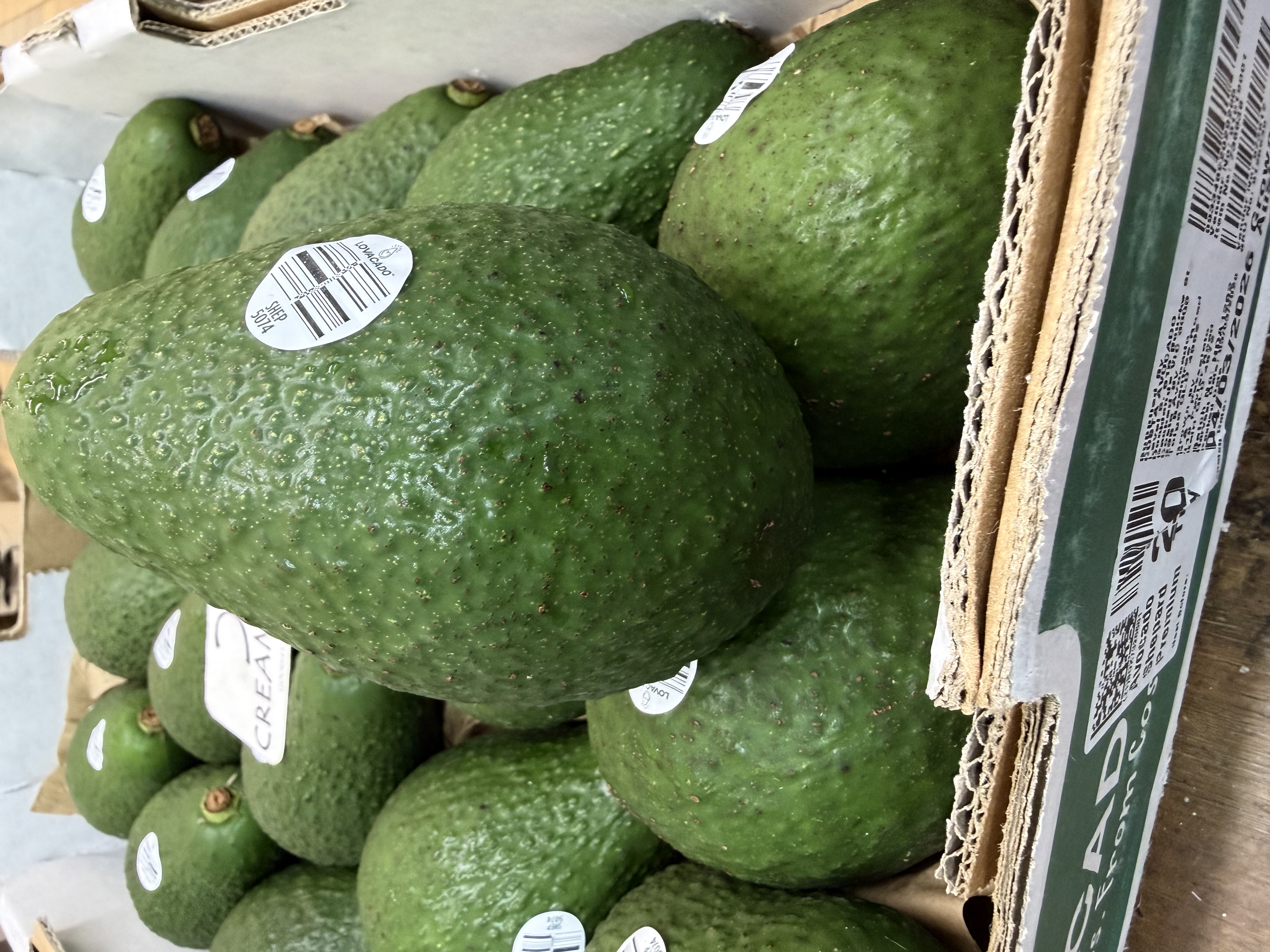 澳洲青皮牛油果 Australia Avocado Shepard 大20裝 3個