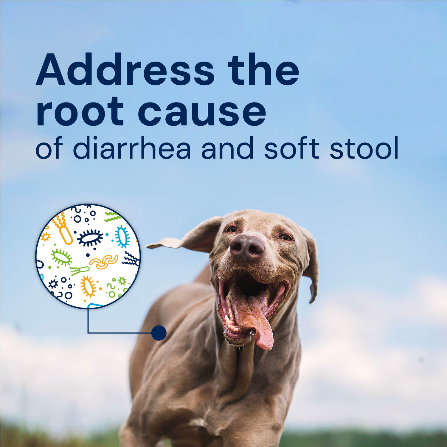 AnimalBiome : DoggyBiome Gut Restore Supplement from Raw-Fed Dogs [最新存貨情況請參閱下列商品介紹]