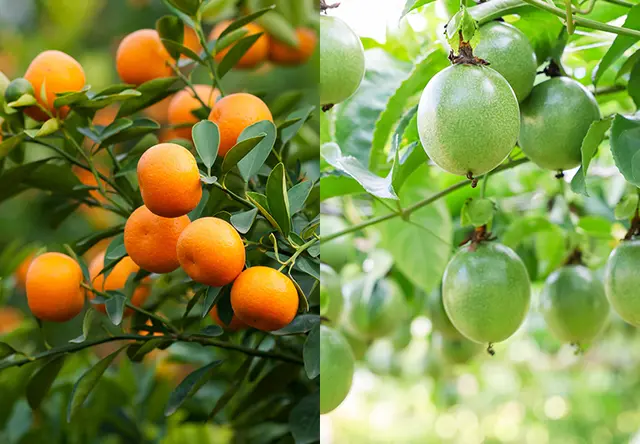 【✨️日本🇯🇵 FAS The Black Day Massage Mask  黑米發酵日間按摩霜✨️】50g 