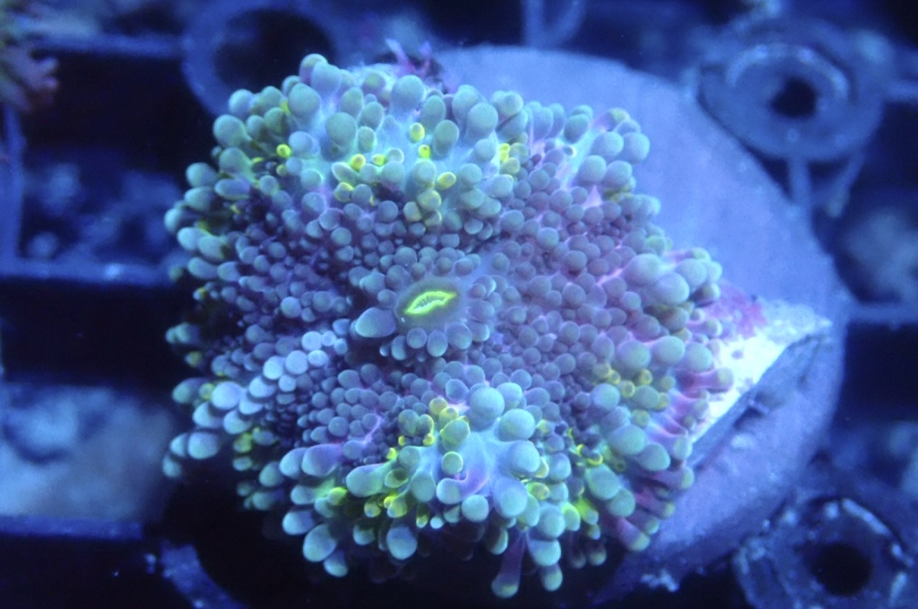 M15 菇  （frag座3.5cm）