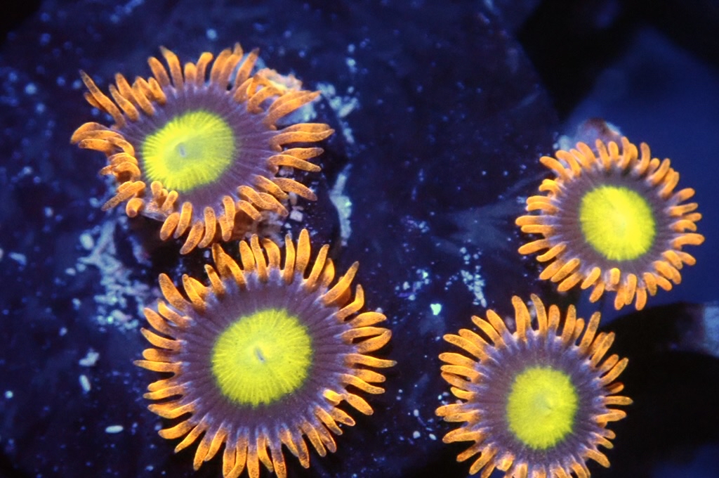 Z12 鈕扣（FRAG座2CM）