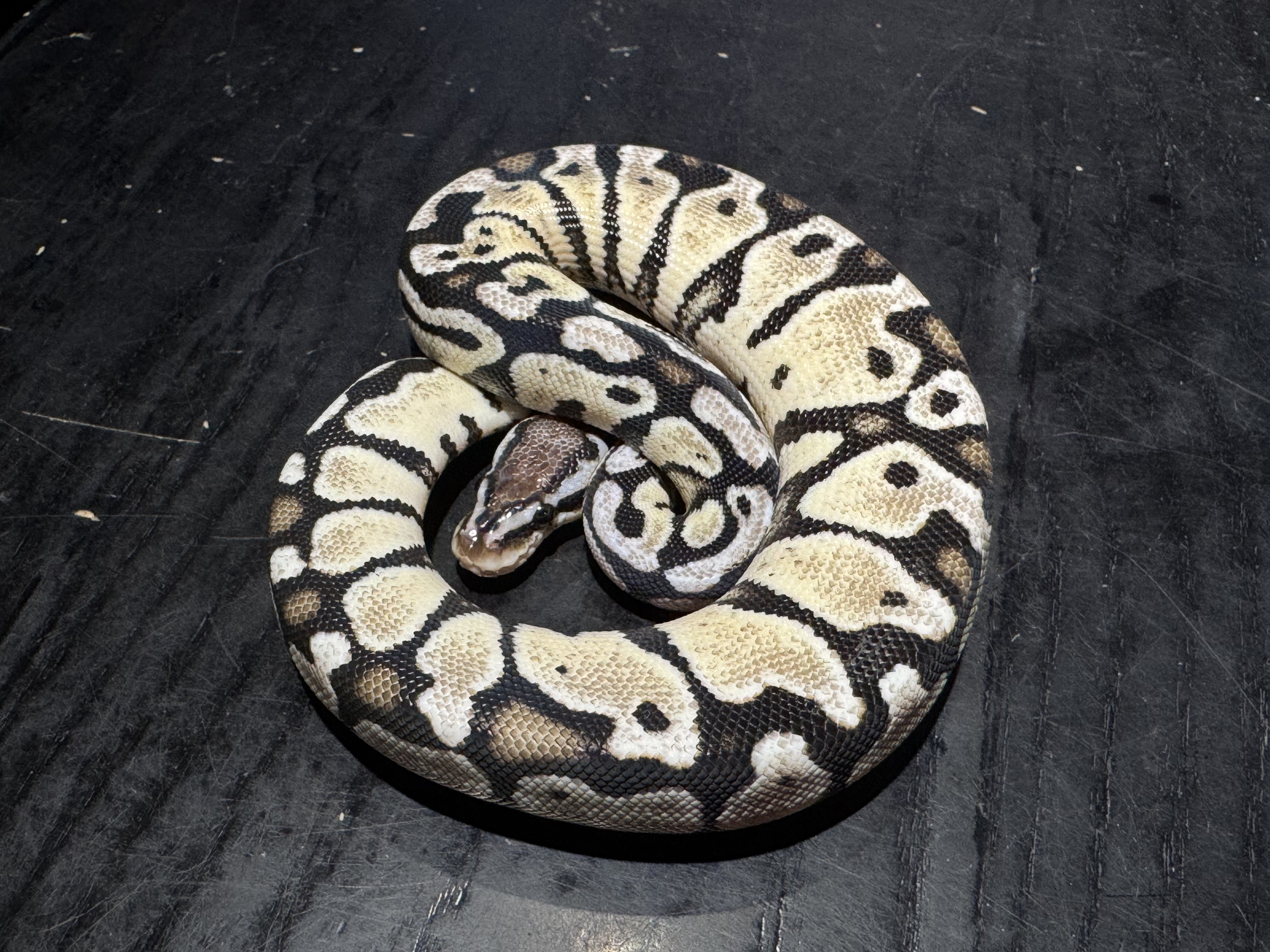 25 Pastel TSK Axanthic het Clown 0.1