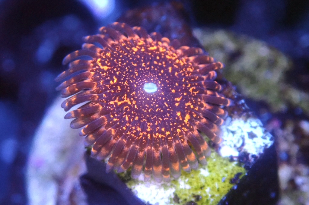 Z9 鈕扣（frag座2cm)