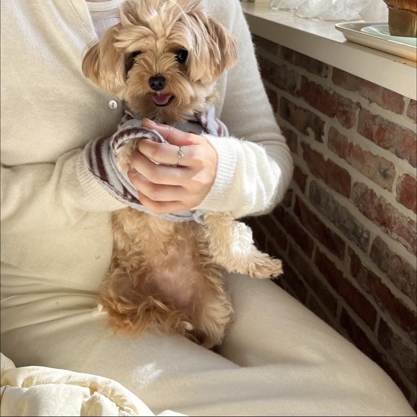 韓國 毛毛間條 衫衫 💚🩵