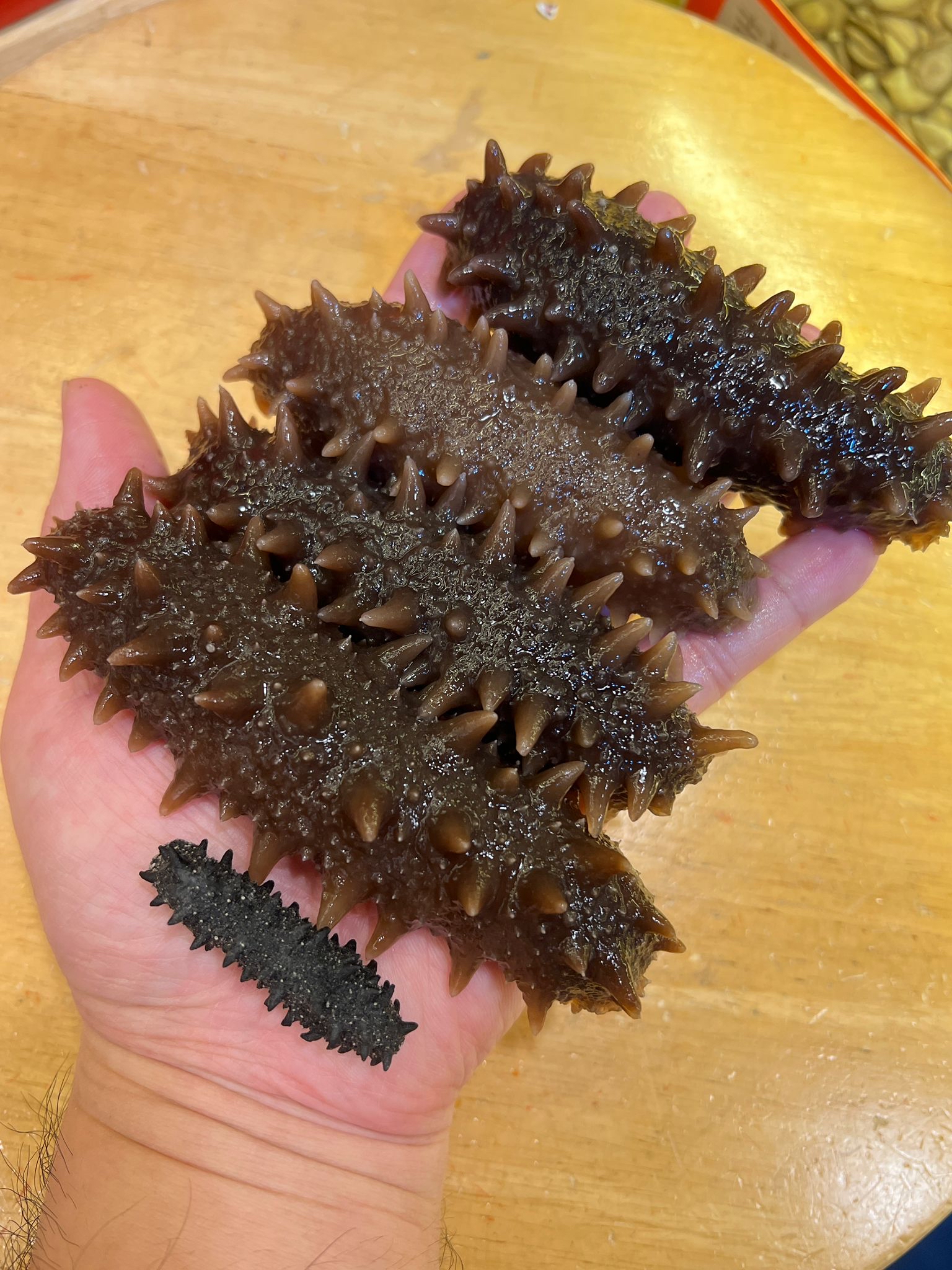 日本野生北海道刺參（枝幸產約130支）