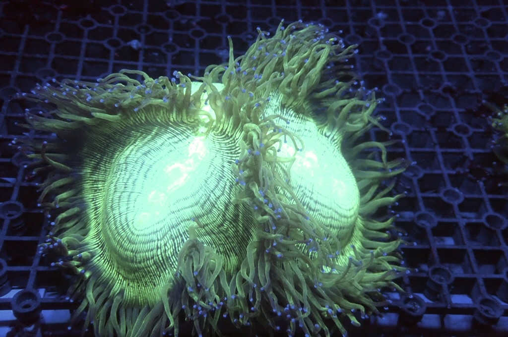 Pig 2 豬肉（開大約5.5吋）