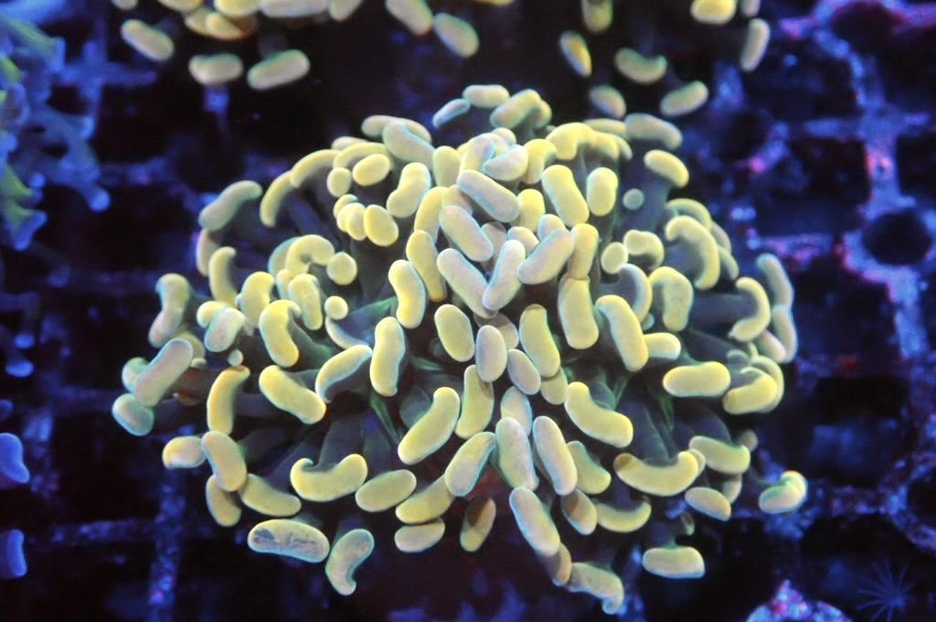 H22 金豬腰（開大約2.5吋）