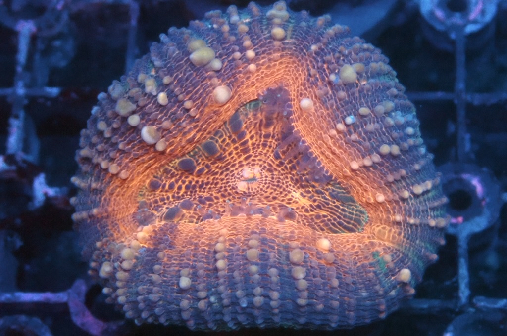 E5 分支骨針腦 （開大約2吋）