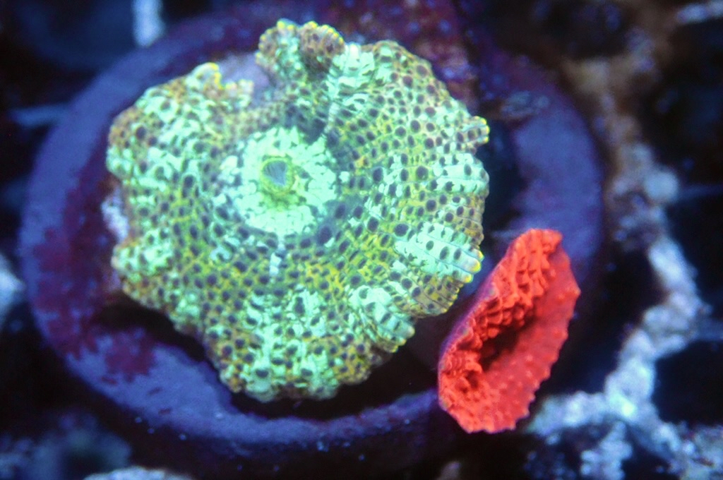 M20 菇（frag座3.5cm)