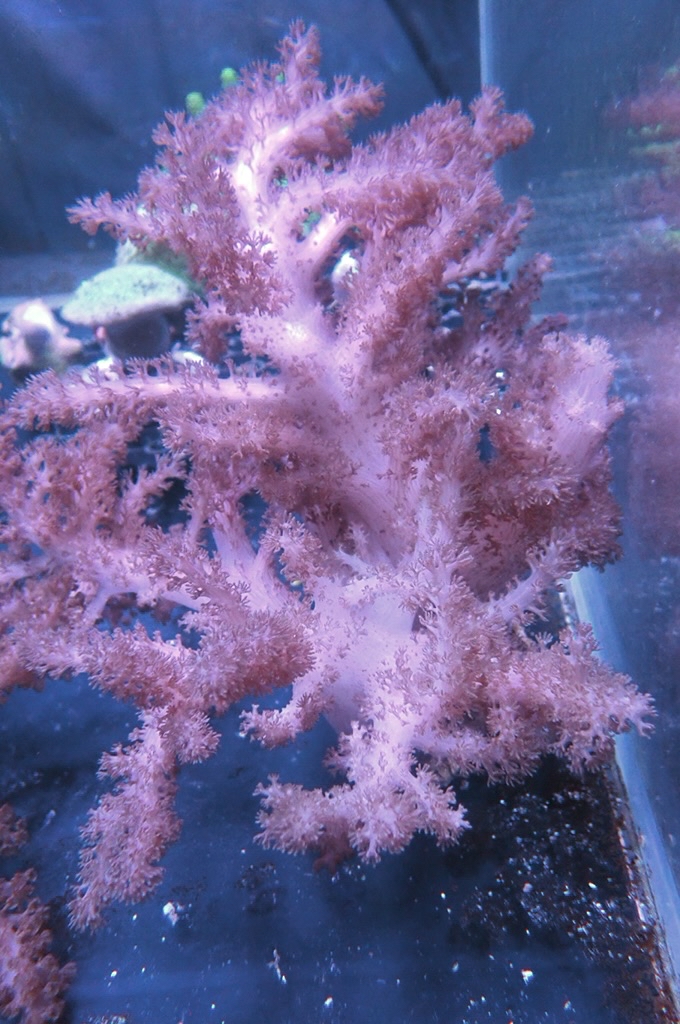 Tree 14 大九尾狐 (開大約8吋）