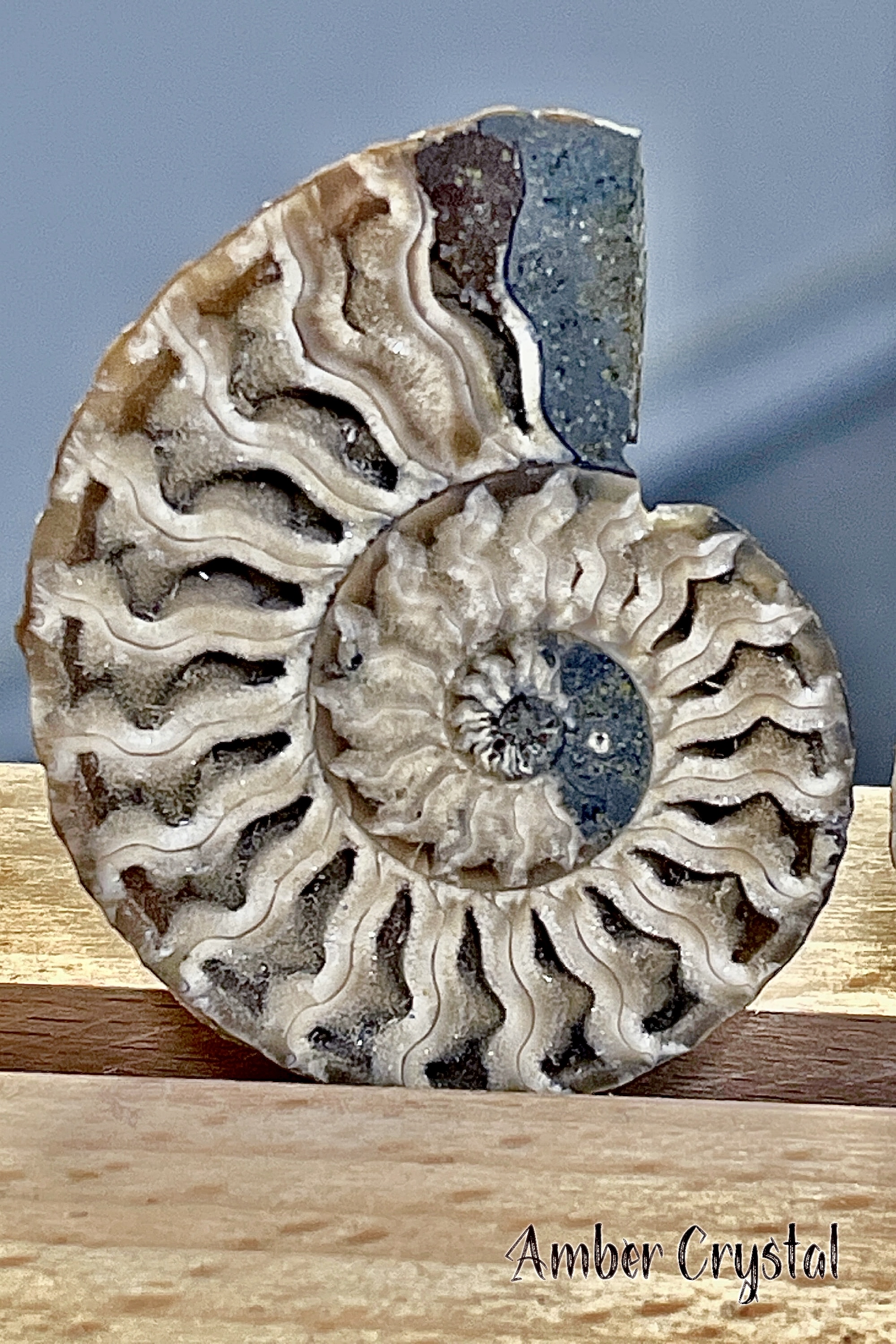 斑彩螺Ammonite 