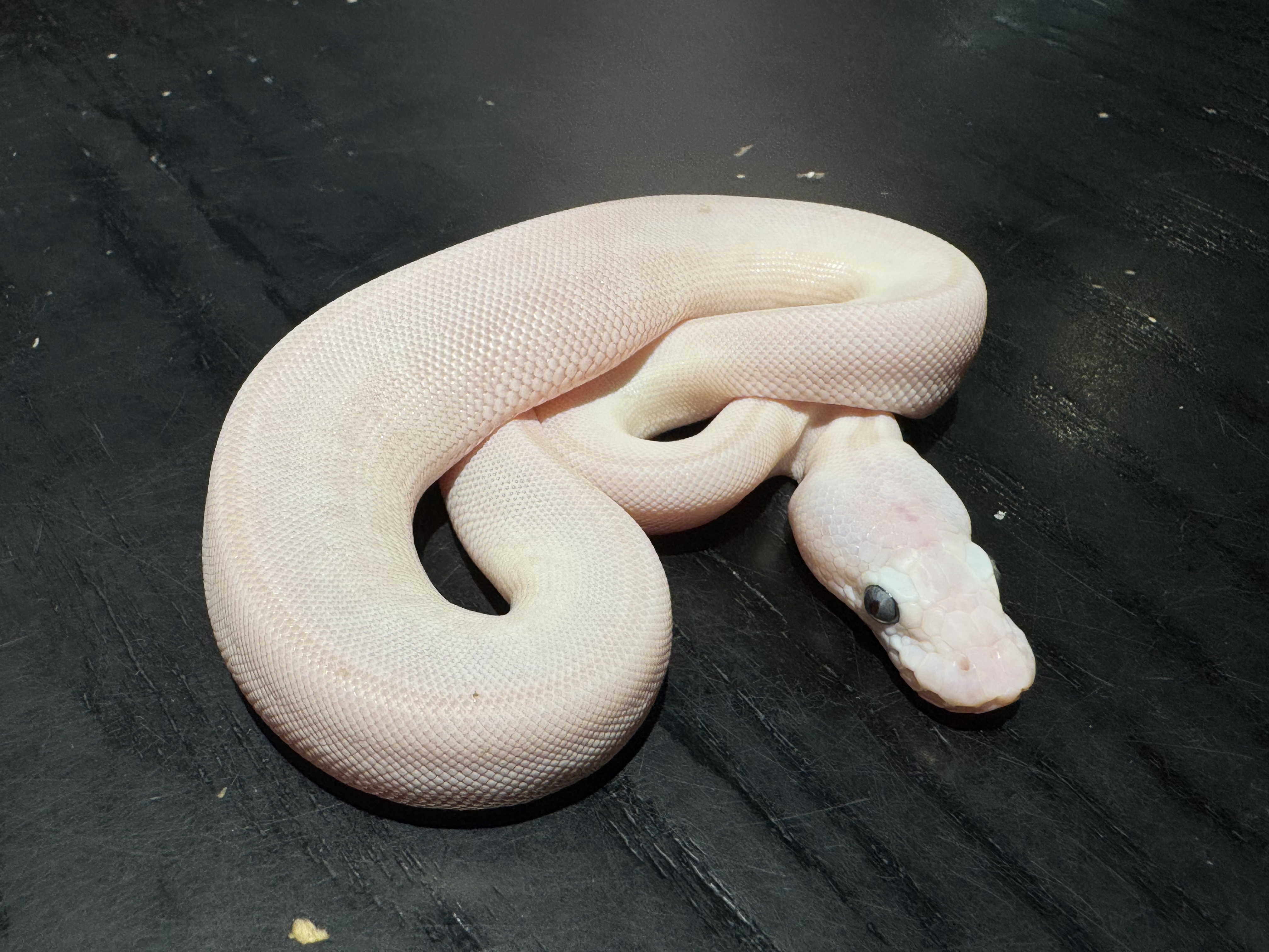 26 Mojave Lesser poss Spornose 0.1