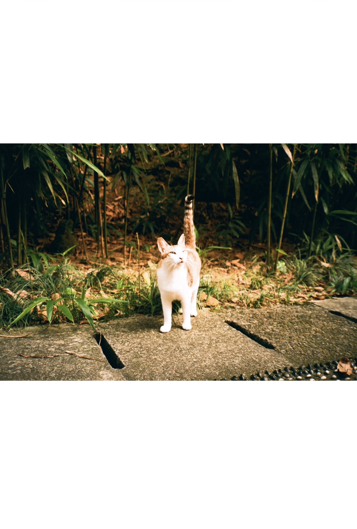 Lucky Color 200 36張 3盒裝