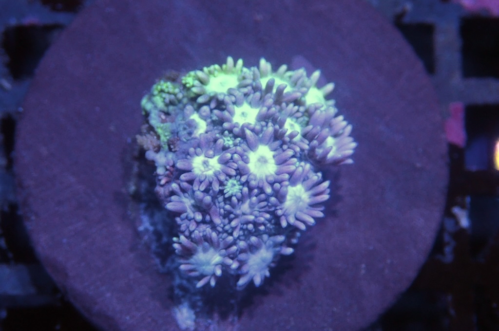 MG6 寶石花仔（frag座3.5cm)