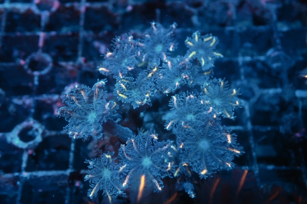 SF5 大手星花（開大約1.5吋）