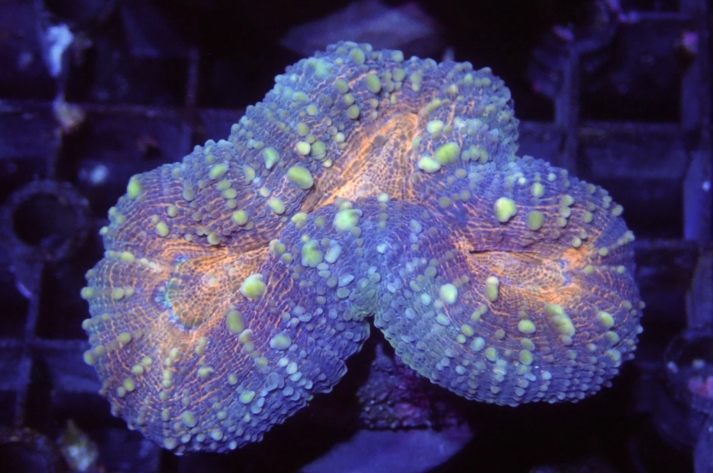 E7 分支骨針腦 （開大約2.5吋）