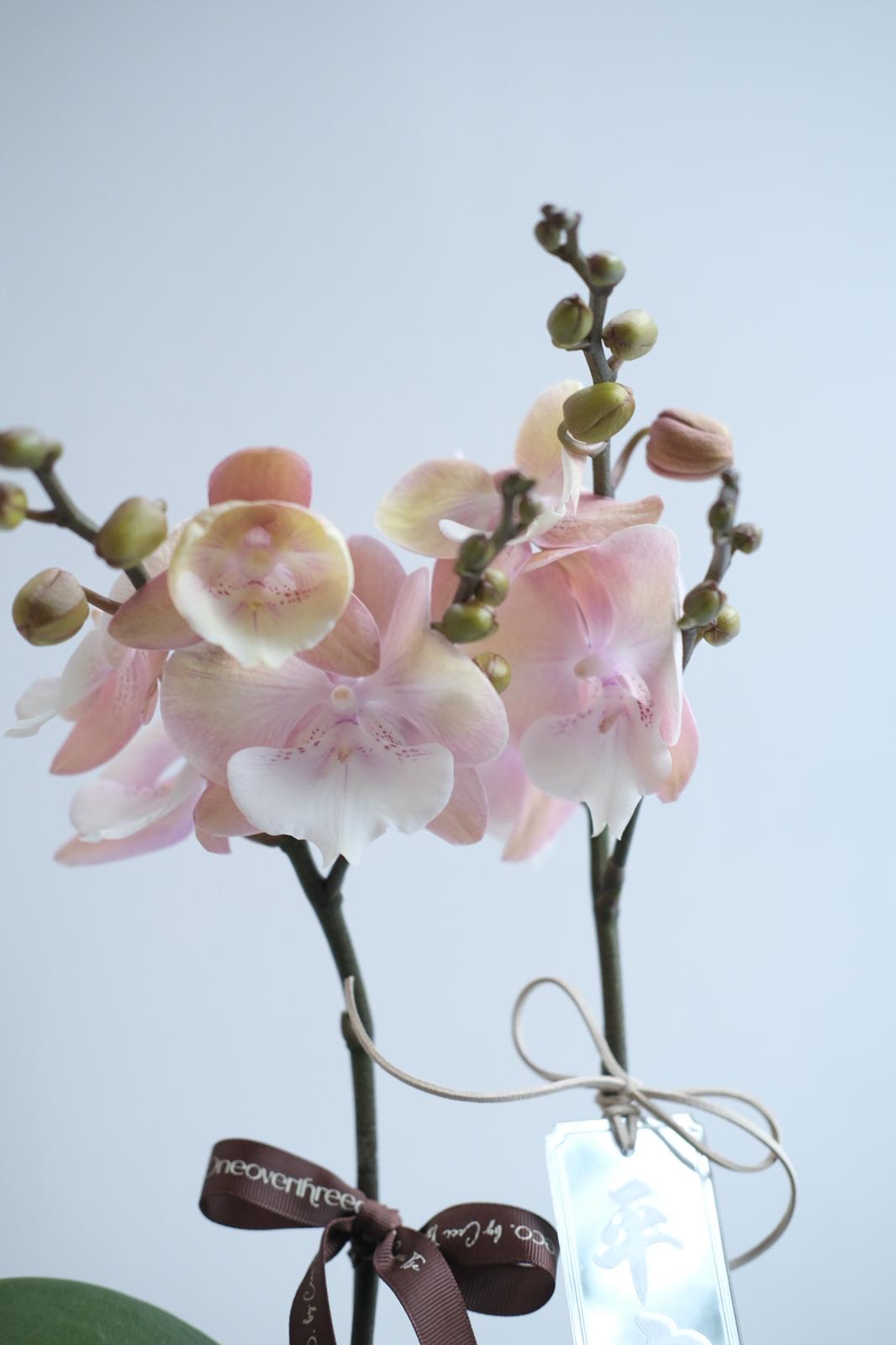 蝴蝶蘭 兩菖 （17-20/4 麻煩備注寫上取花日期✨）