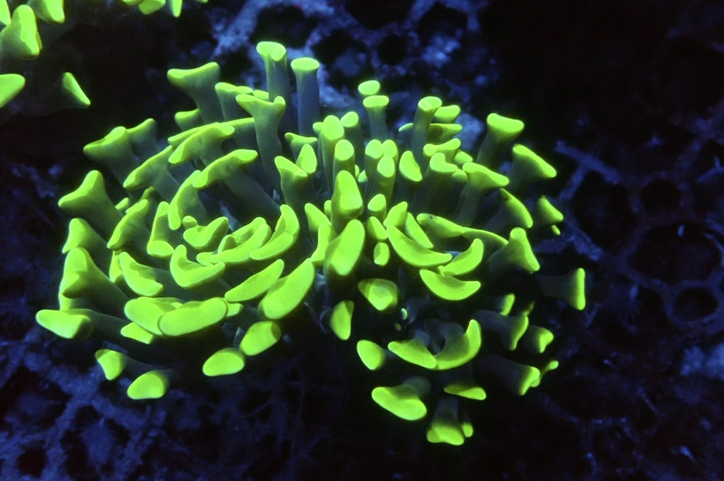 H1 超螢光綠豬腰（開大約2.5吋）