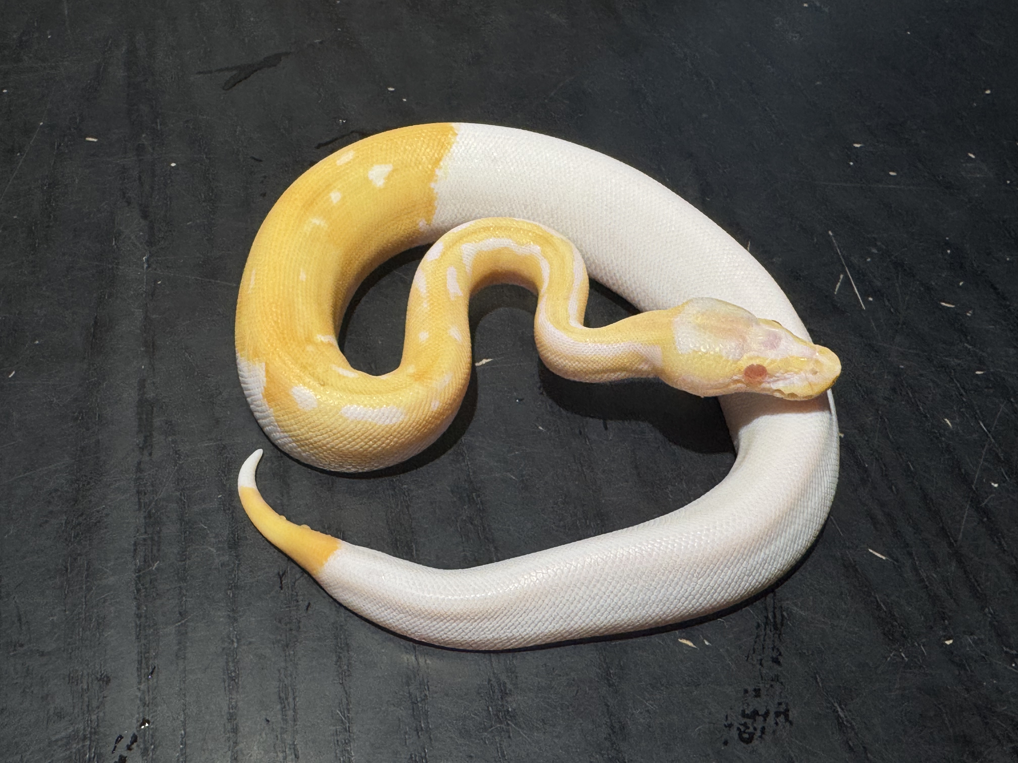 25 Albino Pied 0.1