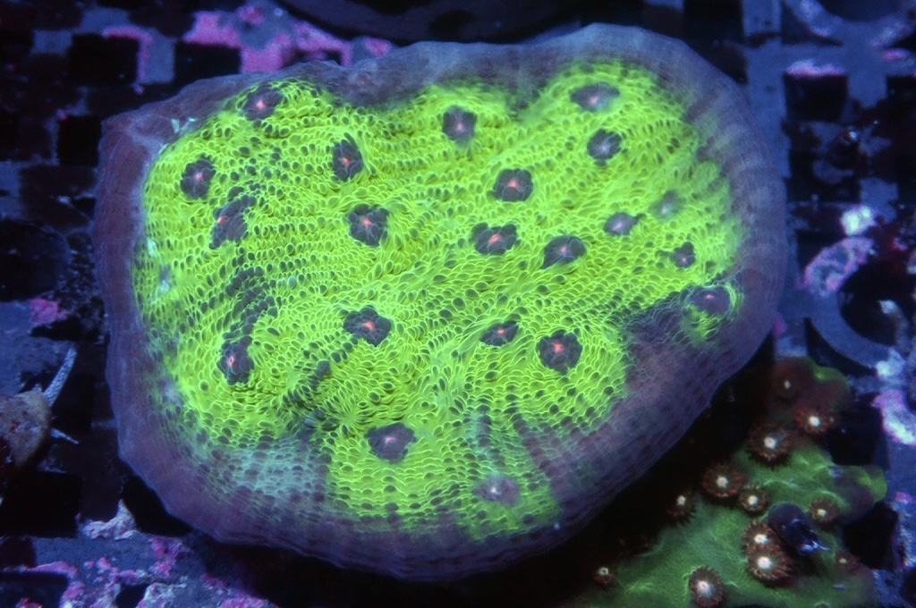 N15（開大約1.5吋）