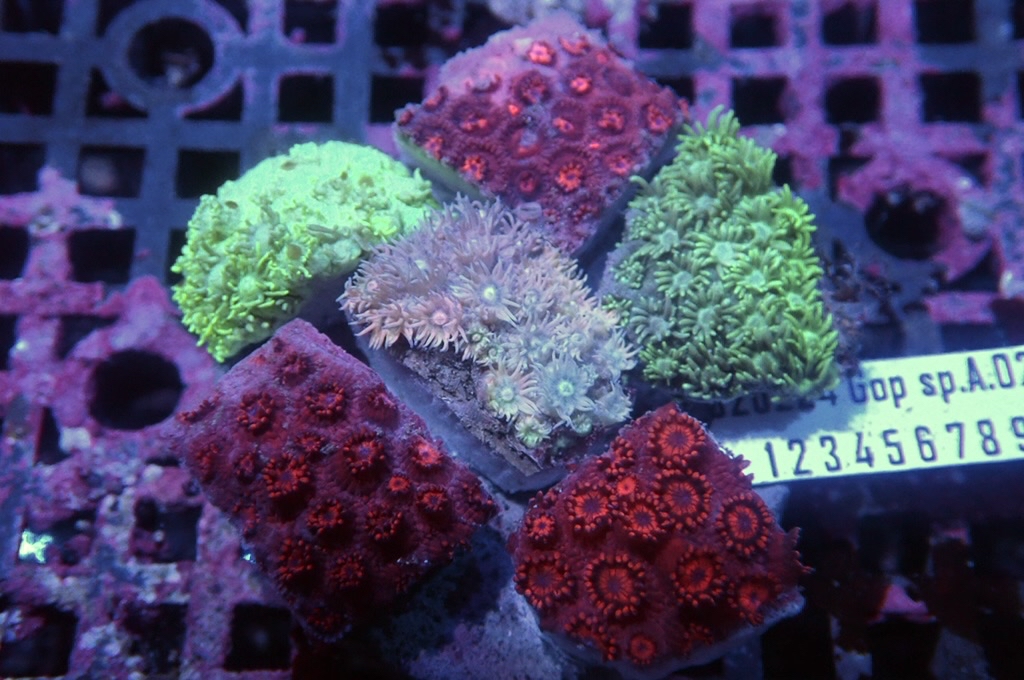 Garden 1 寶石花拼盤（約2.5-3吋）