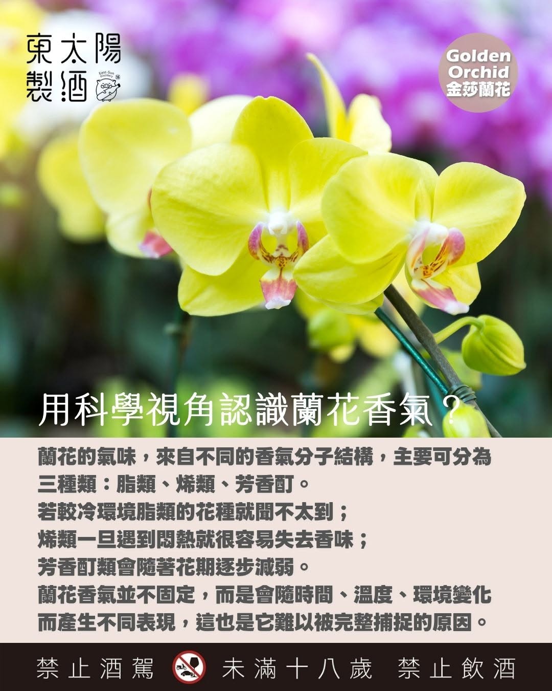 Golden Orchid Melody ⾦莎・蘭韻 Phalaenopsis Orchid & Pear Liqueur (金莎蘭⽔梨利口酒)