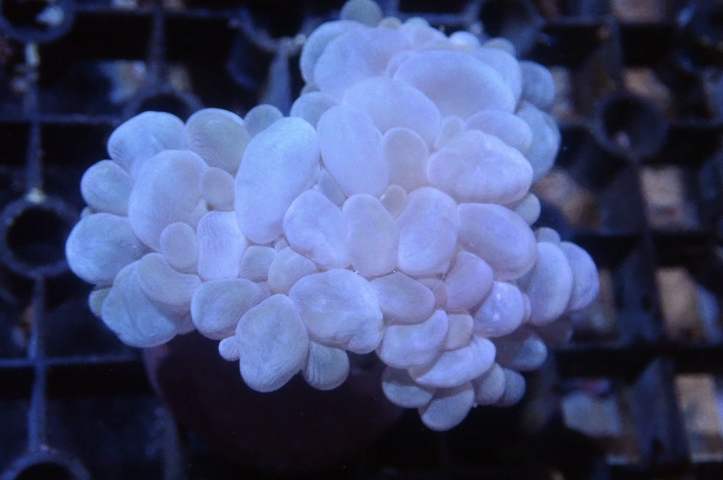 BU8 白波子（大約2.5 吋）