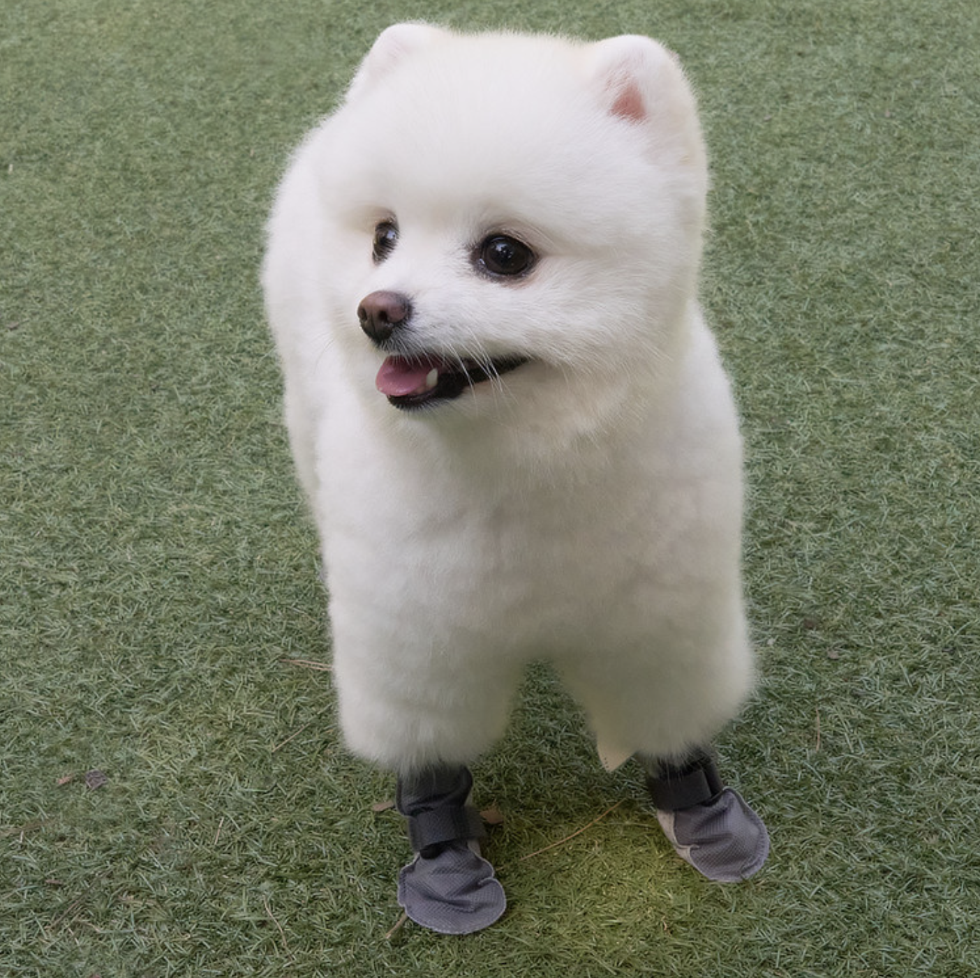 *Super Pet🇰🇷一次性防護狗鞋(80件裝)