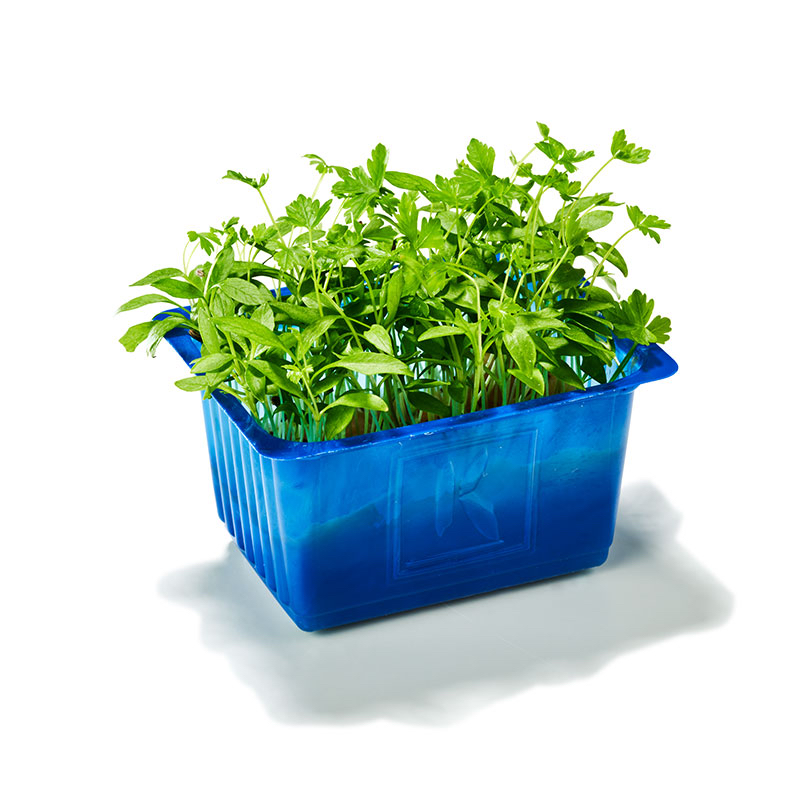 💧荷蘭 微型蔬菜 Holland Koppert Cress Shiso Mix Microgreens