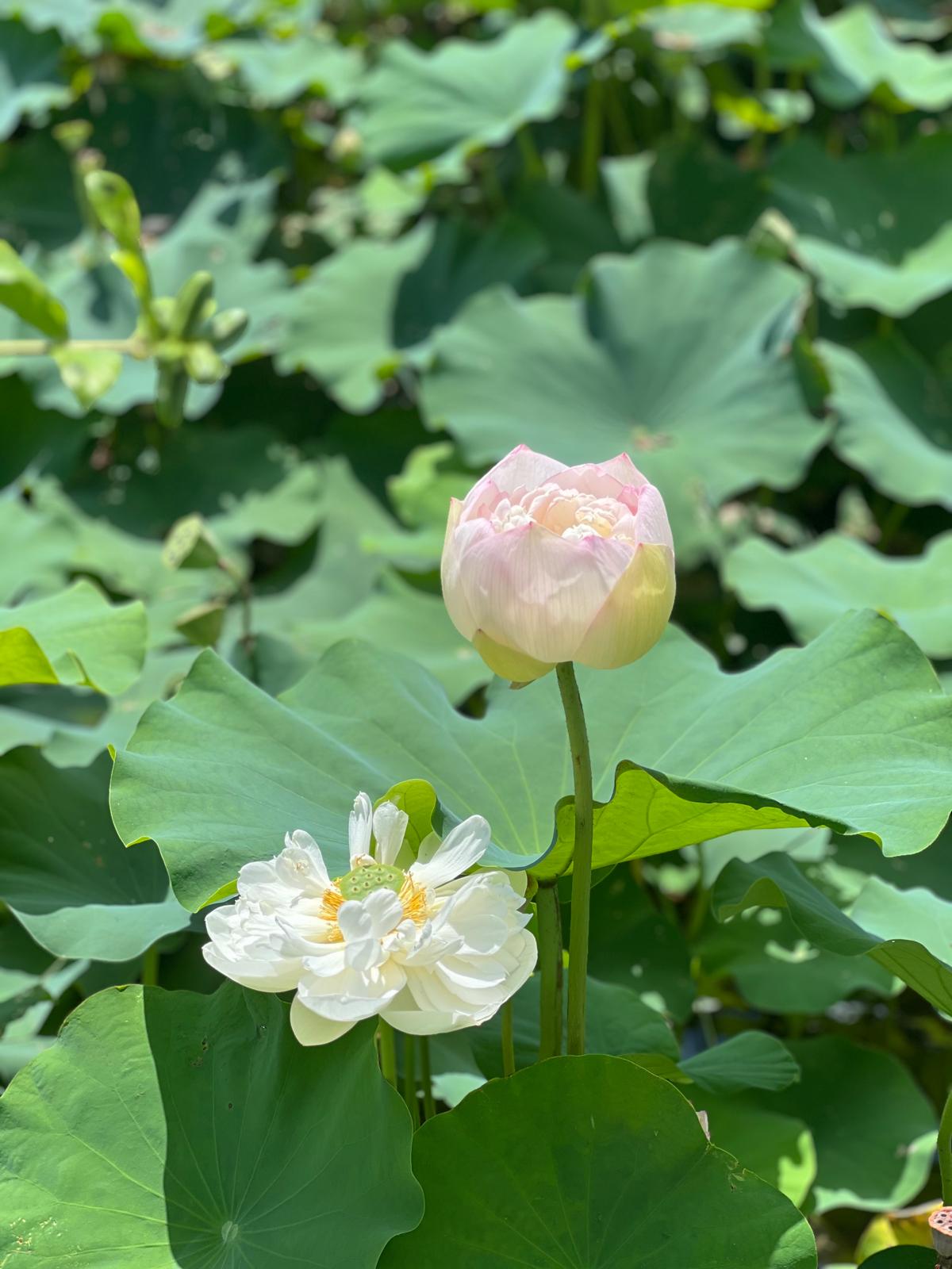 酵素荷葉炭 · Enzyme Lotus Leaf Charcoal