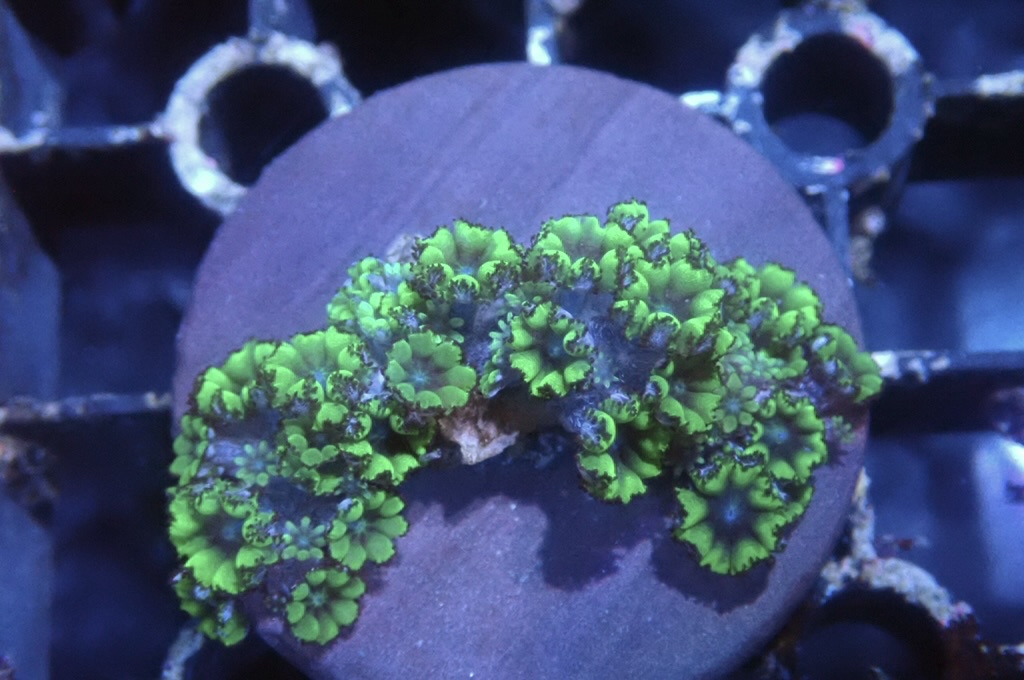 GB2 藍心細星花（frag座3.5cm)