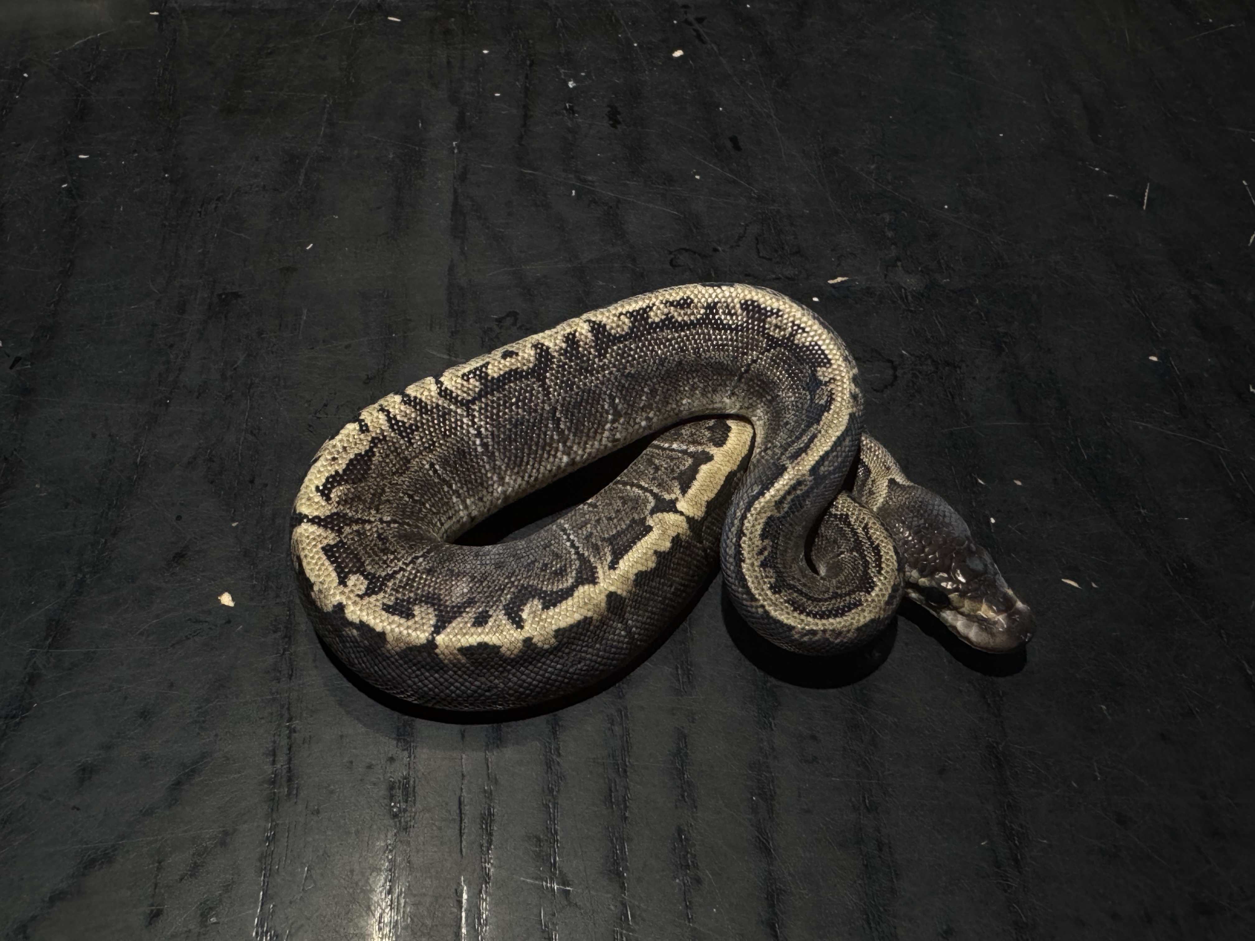 26 GHI Pinstripe TSK Axanthic 1.0