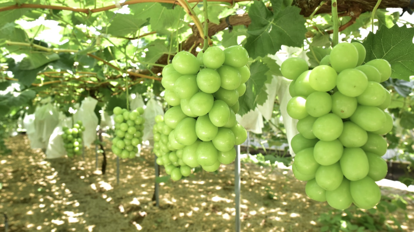 4kg 日本九州大分縣<翠の水滴>香印青提 (9房) HK$880/箱