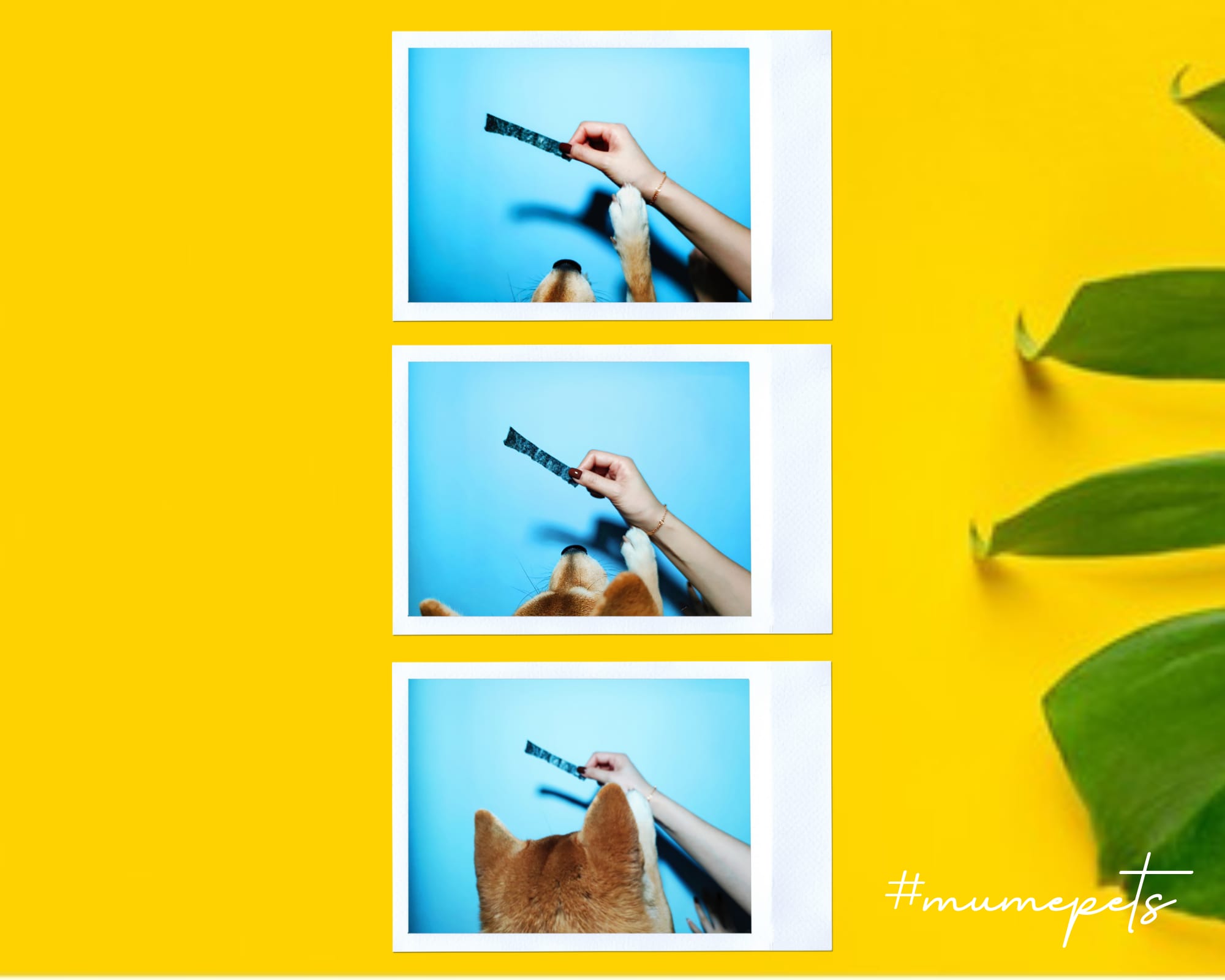 脆脆三文魚魚皮