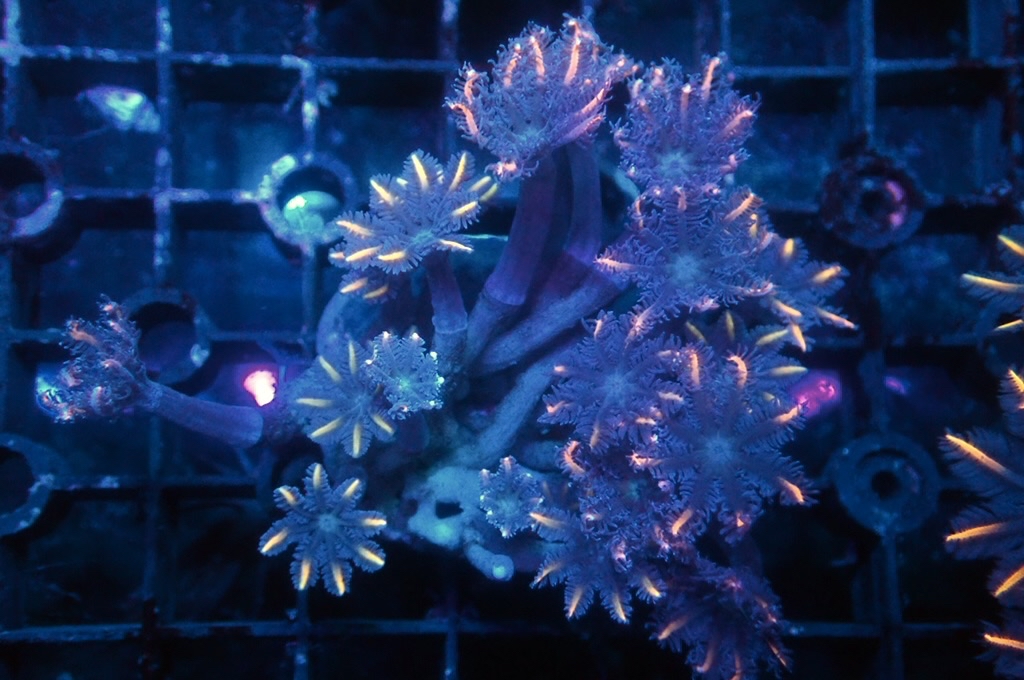 SF1 大手星花（開大約1.5吋）