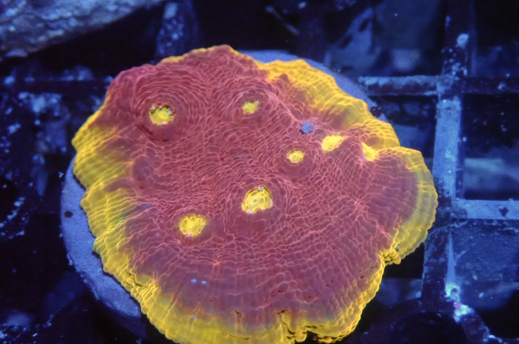 CH1 調色盤（開大約1.5 吋）