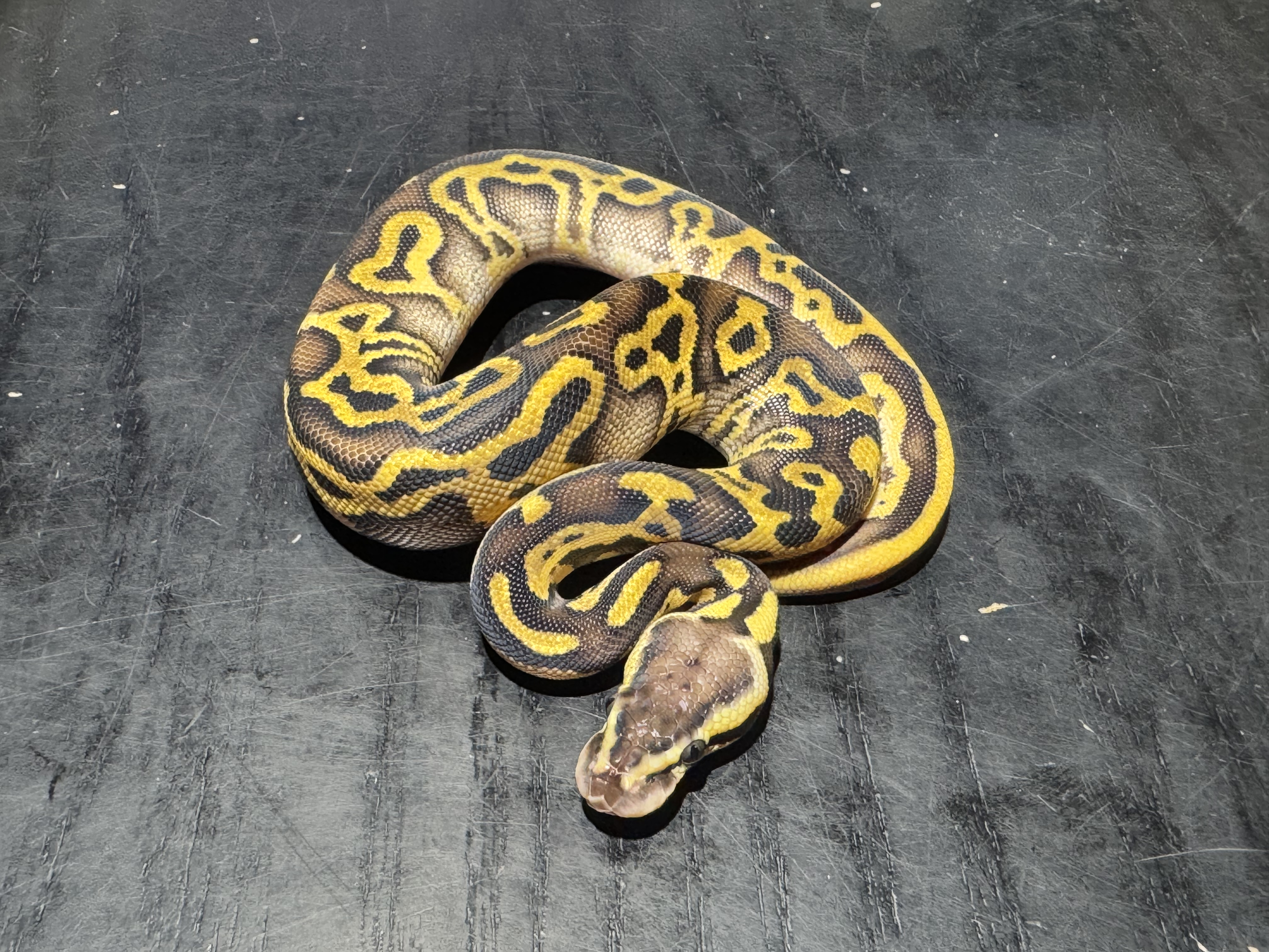 26 Leopard Asphalt or Yellow Belly 0.1