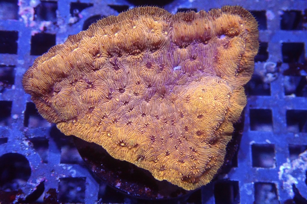 N10（開大約1.5吋）