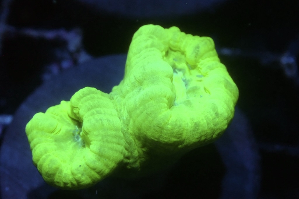 CC6 螢光綠分支腦（Frag座3.5cm)